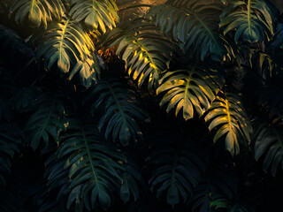 Tree leaves sunlight shade shadow Tropical garden Nature Abstract background