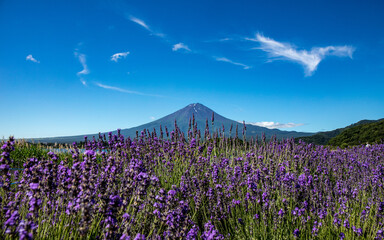 Fototapeta premium 富士山