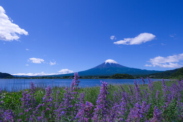 Obraz premium 富士山とラベンダー