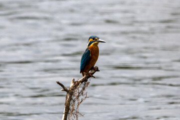 martin p&ecirc;cheur