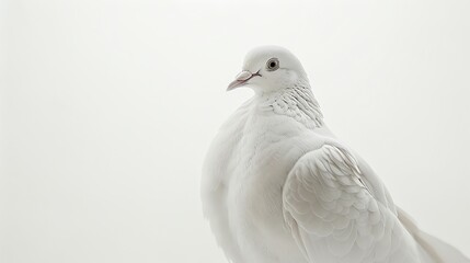 A beautiful white pigeon with a soft, gentle expression in its eyes.