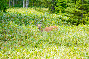 森から現れた鹿