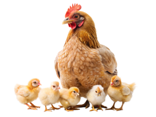 Hen with its chicks isolated on transparent background