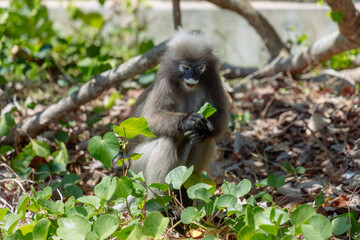 A monkey is sitting on the ground, surrounded by vibrant green plants. With attentive focus, it examines a leafy snack in its hands, showcasing natural behavior in a sunny setting