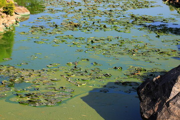 Water pollution by blooming blue green algae - is world environmental problem. Water bodies, rivers...