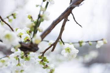In early spring, white plum blossoms bloom. green plum blossoms - prunus mume