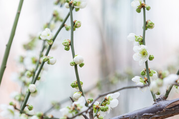 In early spring, white plum blossoms bloom. green plum blossoms - prunus mume