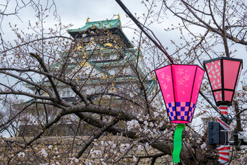 大阪城西の丸庭園の桜開花標本木