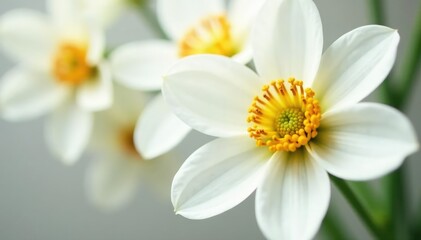Close-up of pristine white petals on a flower , delicate, bloom, element