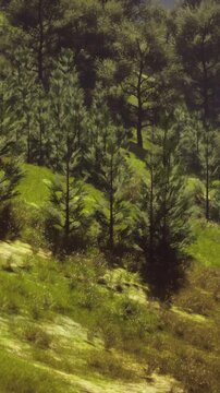 autumn forest on green rocky hills