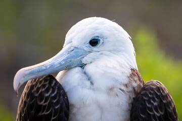 An Immature Magnificent Frigatebird (Fregata Magnificens). Galápagos Islands.	