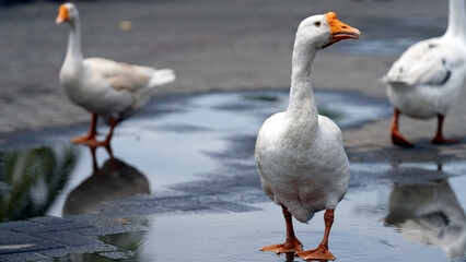 White geese in the backyard © Suardi Tan