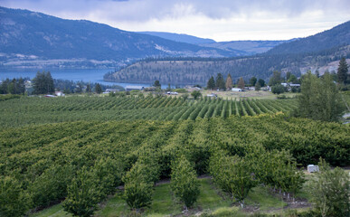 Lush orchard with a scenic lake and mountains in the background