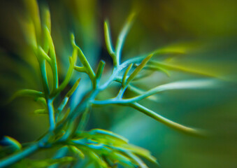 Close-Up of plant without leaves