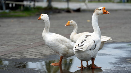 White geese in the backyard