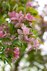 Close-up of blooming pink flowers on a tree branch.