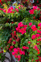 Bright pink bougainvillea flowers with green foliage
