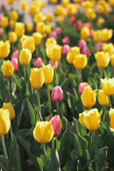 Yellow and pink tulips blooming in a sunlit garden