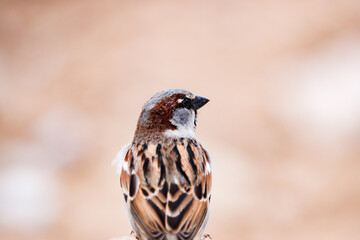 Naklejka premium Portrait of a sparrow in Villajoyosa