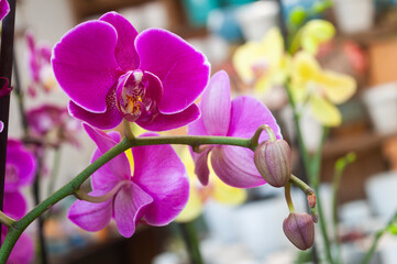 Close-up of a vibrant purple orchid