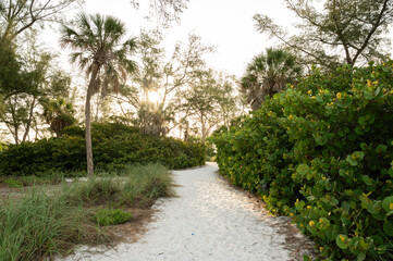 Warm beach path with green palm trees, Coquina Beach, Florida