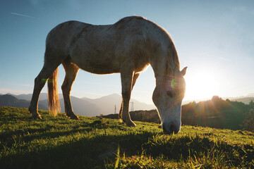 beautiful white horse grazing in the country