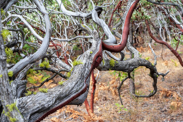 Twisting manzanita branches with red bark and patches of lichen
