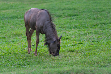wildebeest eats grass