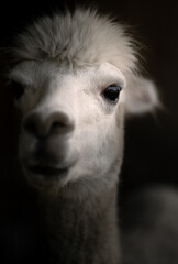 Portrait of white alpaca looking at the camera focused on the eyes