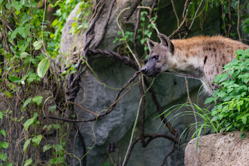 spotted hyena, Crocuta crocuta