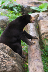 big sun bear