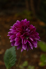 Purple dahlia in full bloom with a bee collecting pollen