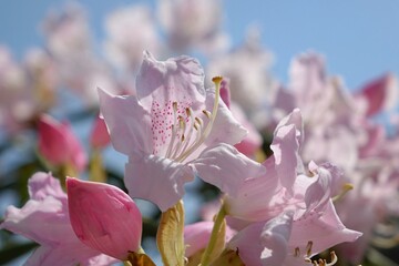 magnolia tree blossom