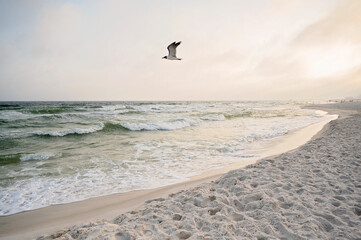 Obraz premium A seagull soars above gentle waves and a sandy beach at sunset