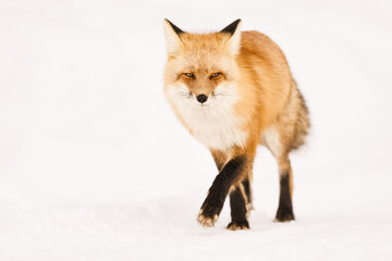 Close-Up of a Red Fox Walking on Snowy Terrain