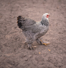 colorful chicken stand on sandy background