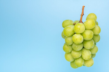 シャインマスカット