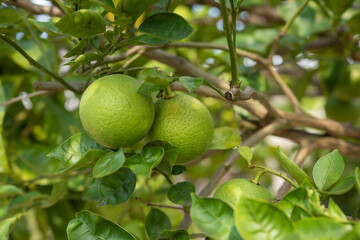 木になったカボスの果実