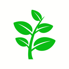 green leaf isolated on white background