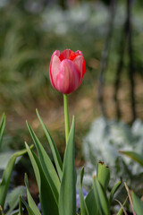 Close up beautiful tulips in spring season