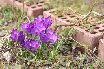 Early spring crocuses, delicate blue flowers, Moscow, Russia, April 2024, 2