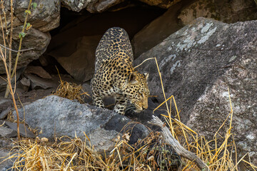 leopard looking for prey in African savanna botswana  (Panthera pardus)