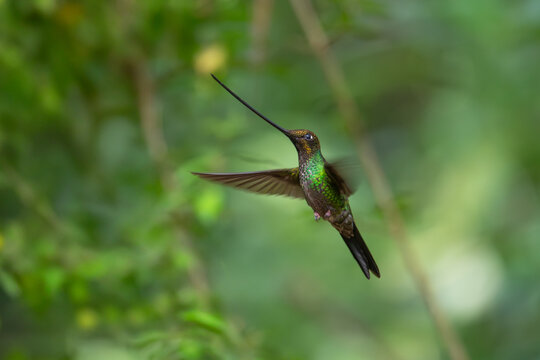 Sword-billed hummingbird (Ensifera ensifera) in Zuro Loma, Ecuador