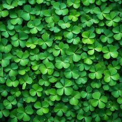 a lush carpet of clover leaves. The leaves, predominantly a vibrant green