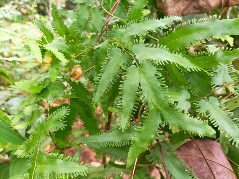 Lygodium japonicum,vine-like fern or Japanese climbing fern. Fingerlike projections where spores are produced. up close view of fern leaf with spores at edges. lush green fern.