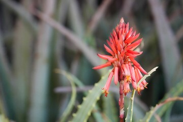 数年に一度咲くアロエの花