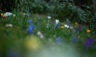 polanka z leśnych kwiatów, cebulica i krokusy, Siberian onion, crocuses	