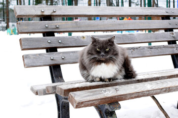 Fluffy cat sits on a bench in winter. High quality photo