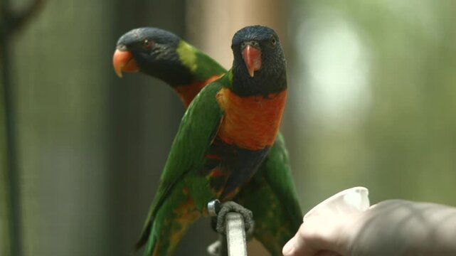 Lorikeets Drinking Nector
