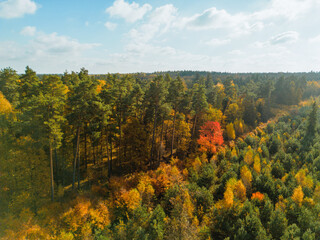 Aerial view of vibrant autumn forest